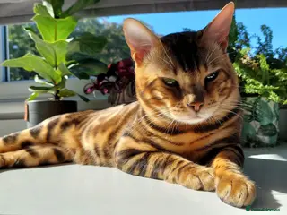 Bengal cats Impressive Stud Bengal TICA WCF reg - Advert 1