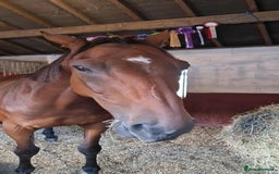 Irish Thoroughbred horses for sale: Unraced TB Gelding “Arthur” - Image 2