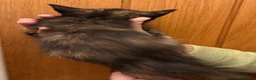 Maine Coon cats for sale: Gorgeous Maine Coon kittens looking for homes - Advert 17