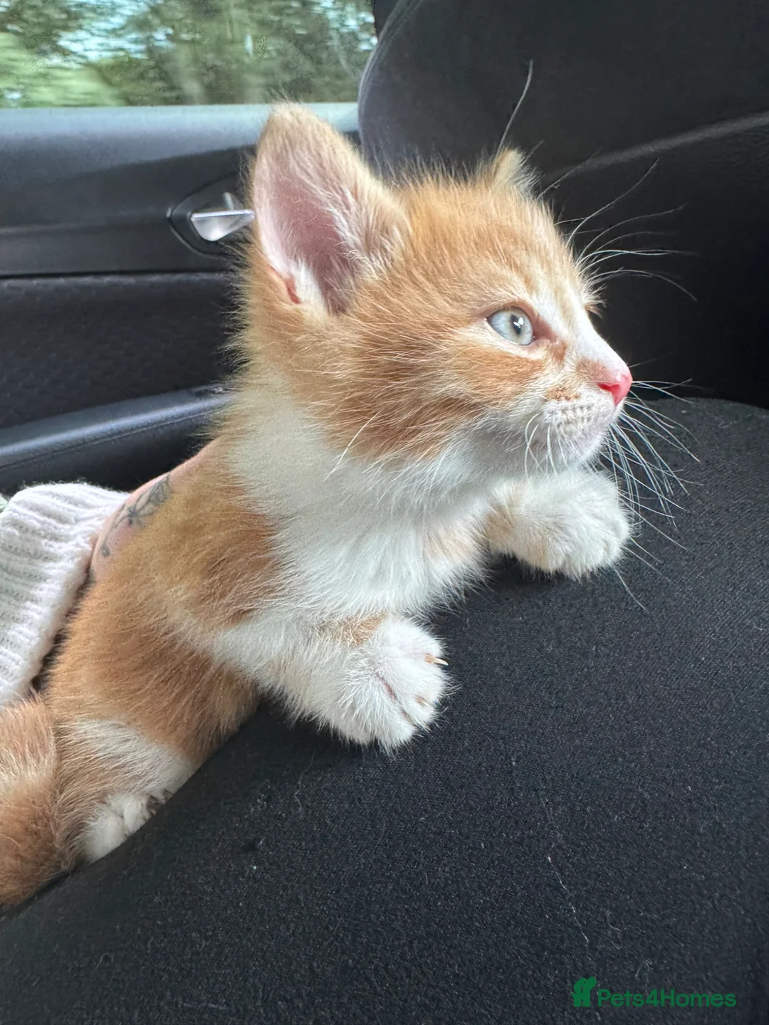 Mixed Breed cats for sale: Ginger cat male £150 in Rotherham - Advert 1