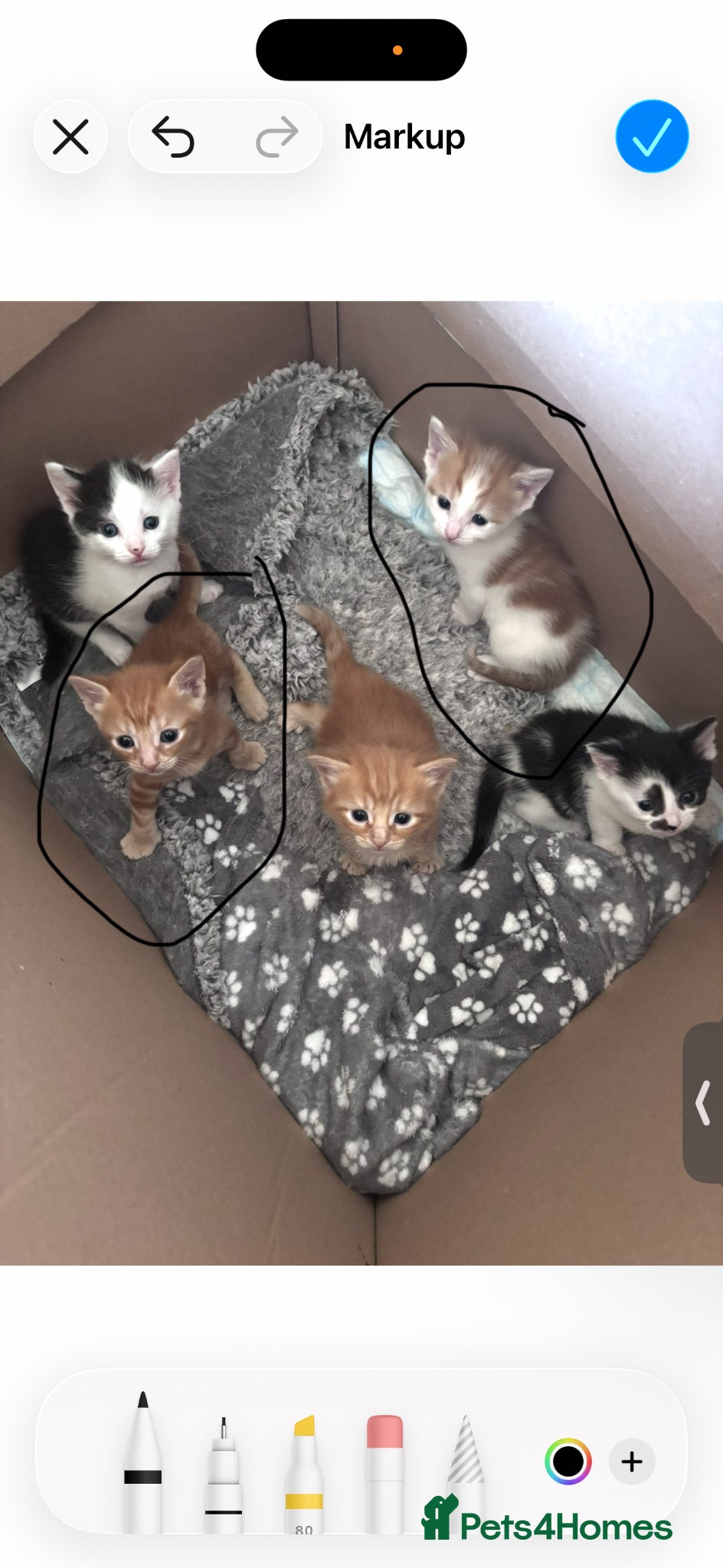 Mixed Breed cats 2 little boys  - Advert 1