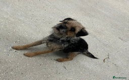 Border Terrier dogs for sale: Blue and tan slem clear kc registered  - Image 3
