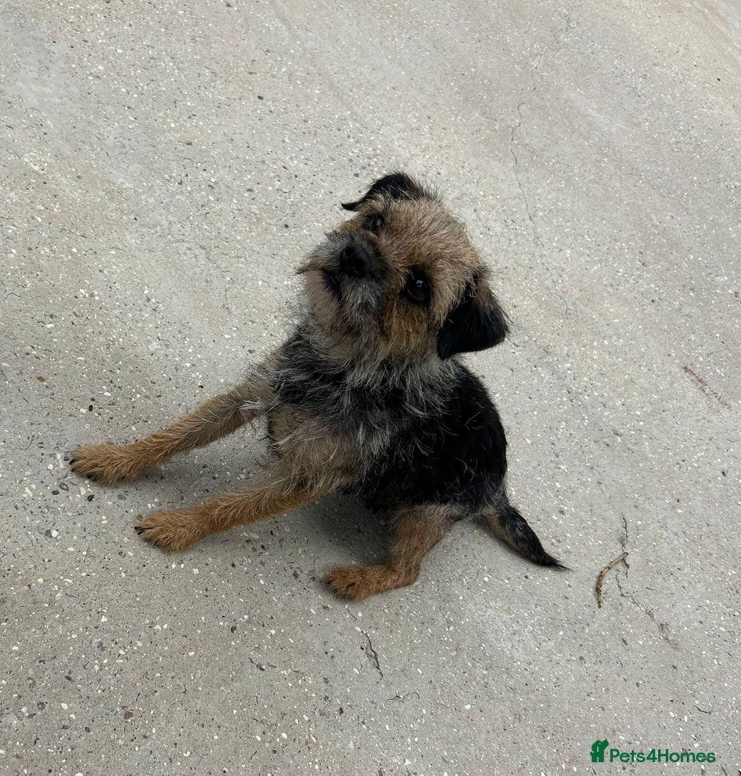Border Terrier dogs for sale: Blue and tan slem clear kc registered  - Image 3