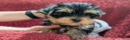 Yorkshire Terrier dogs for sale: Pedigree Yorkshire Terrier puppies ( last one) in Craigavon - Advert 5