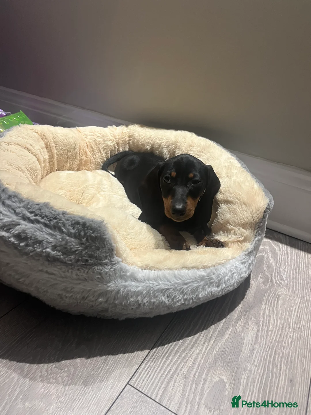 Miniature Dachshund dogs for sale: Miniature dachshund  - Advert 2