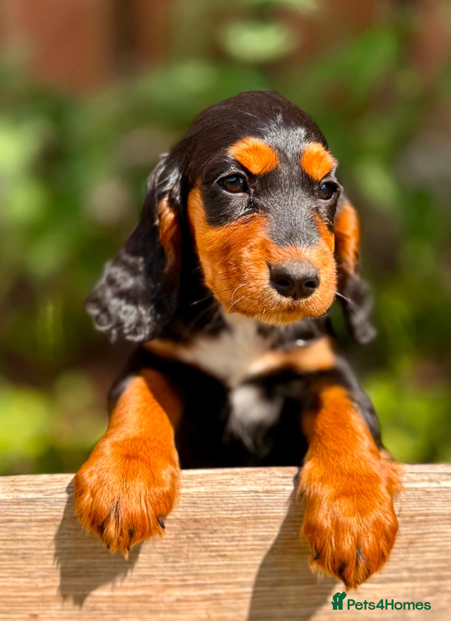 Cocker Spaniel dogs ONLY 3 LEFT ! TOP KC WORKING COCKER PUPPIES - Advert 1