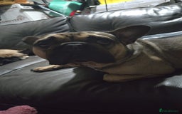 French Bulldog dogs for sale: French bull dog Puppies - Image 37