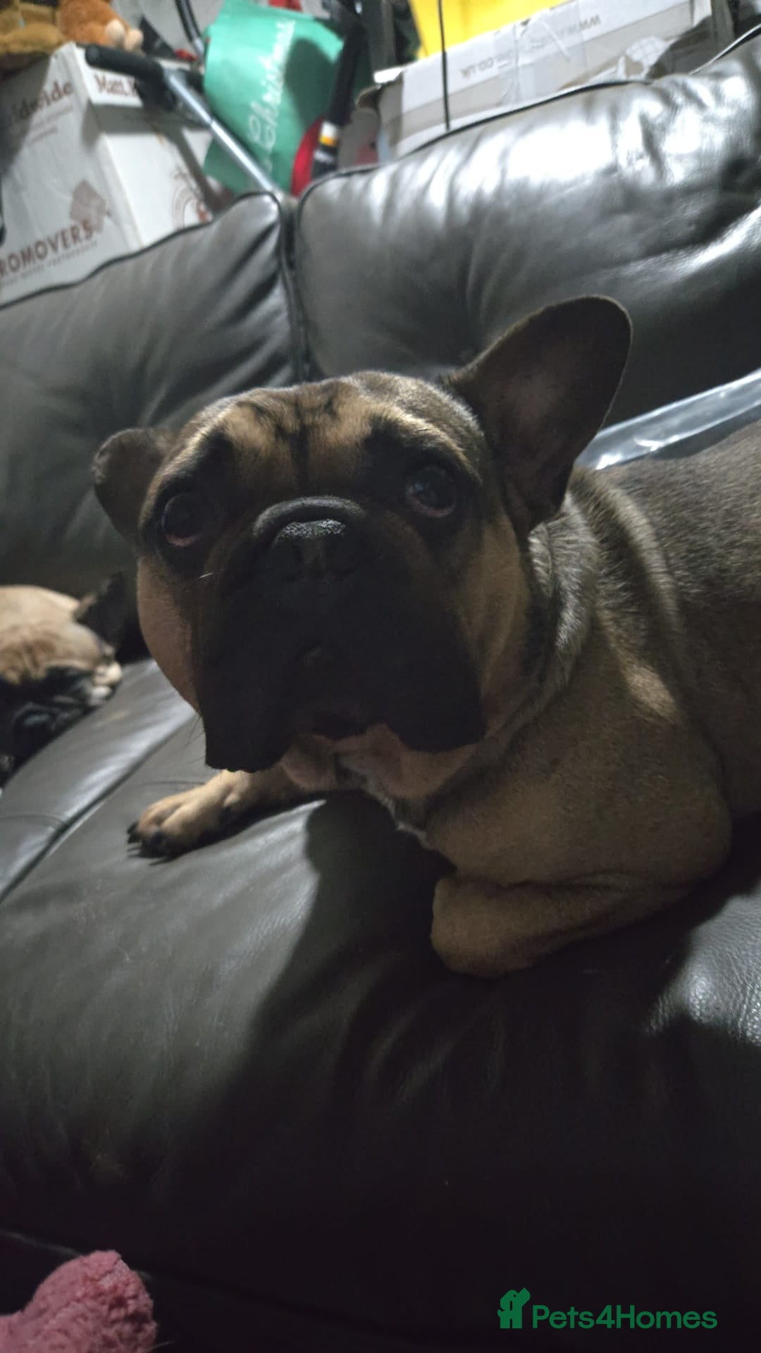French Bulldog dogs for sale: French bull dog Puppies - Image 37