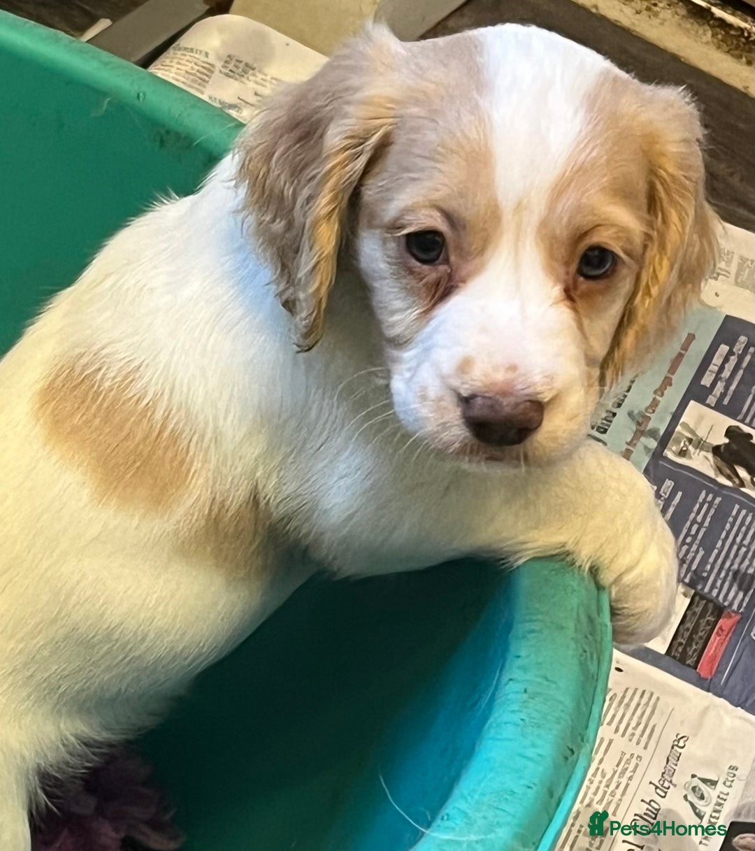 Cocker Spaniel dogs for sale: Working Cocker Spaniels - Image 11
