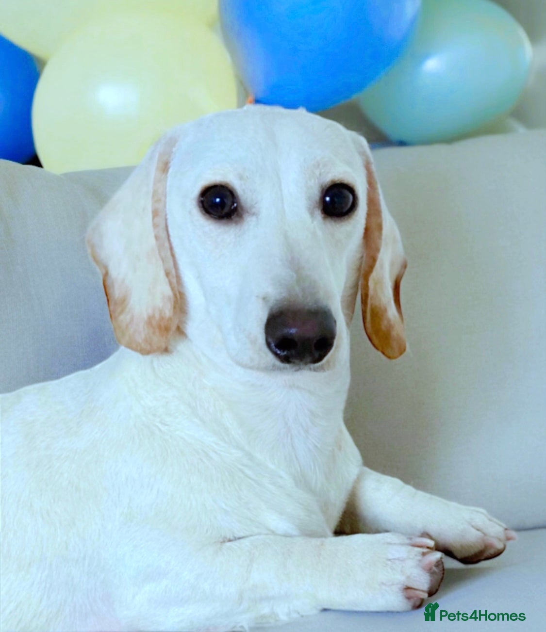 Miniature Dachshund dogs KC/PRA CLEAR SMALL MINI PROVEN DACHSHUND  - Advert 2