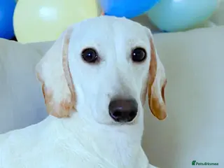 Miniature Dachshund dogs KC/PRA CLEAR SMALL MINI PROVEN DACHSHUND - Advert 2