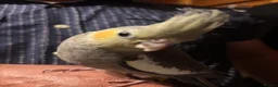 Cockatiels birds for sale: Young male cockatiel  - Advert 1
