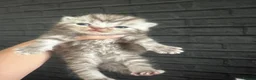 Persian cats for sale: Beautiful Persian kittens - Advert 6