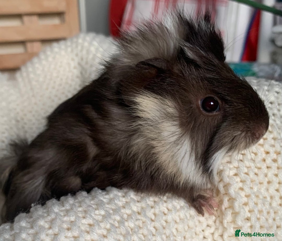 Guinea Pig rodents for sale:  VERY tame, healthy, GORGEOUS baby boy Guinea pigs - Advert 12