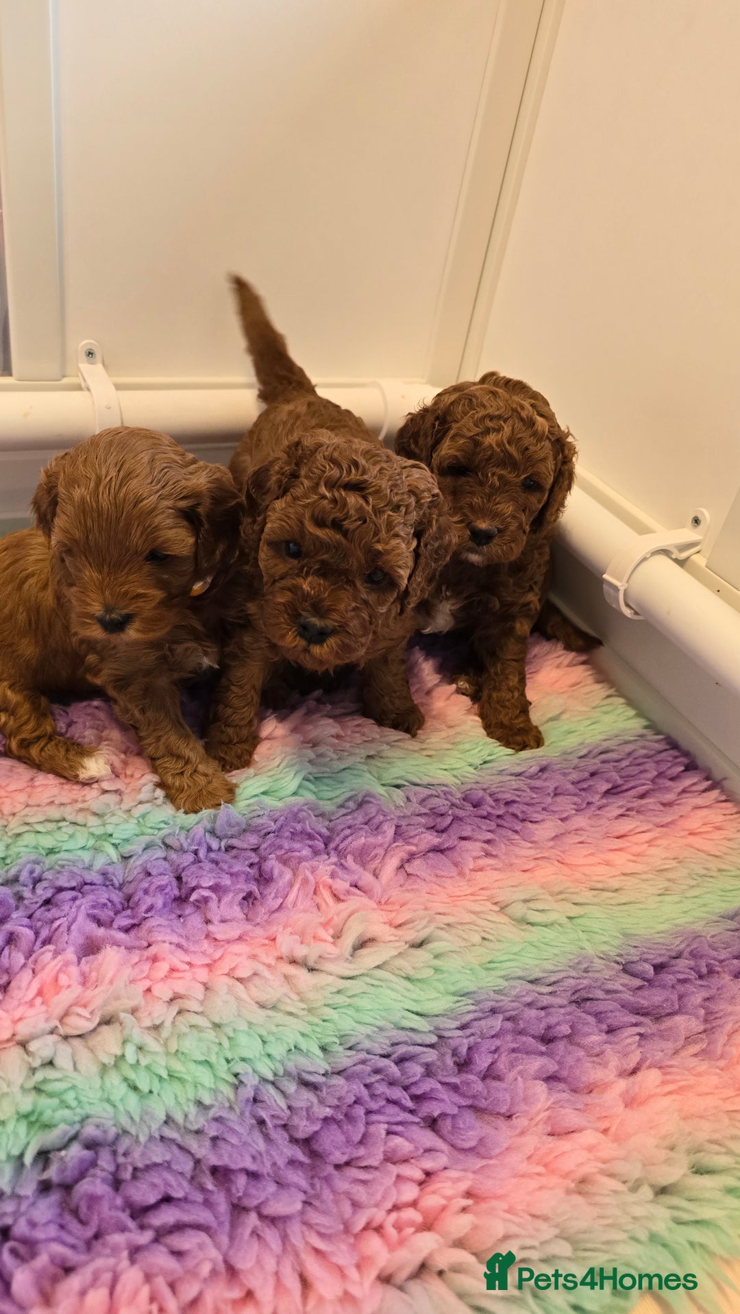 Cavapoo dogs for sale: Gorgeous Health Tested Cavapoo F1B Puppies - Image 4