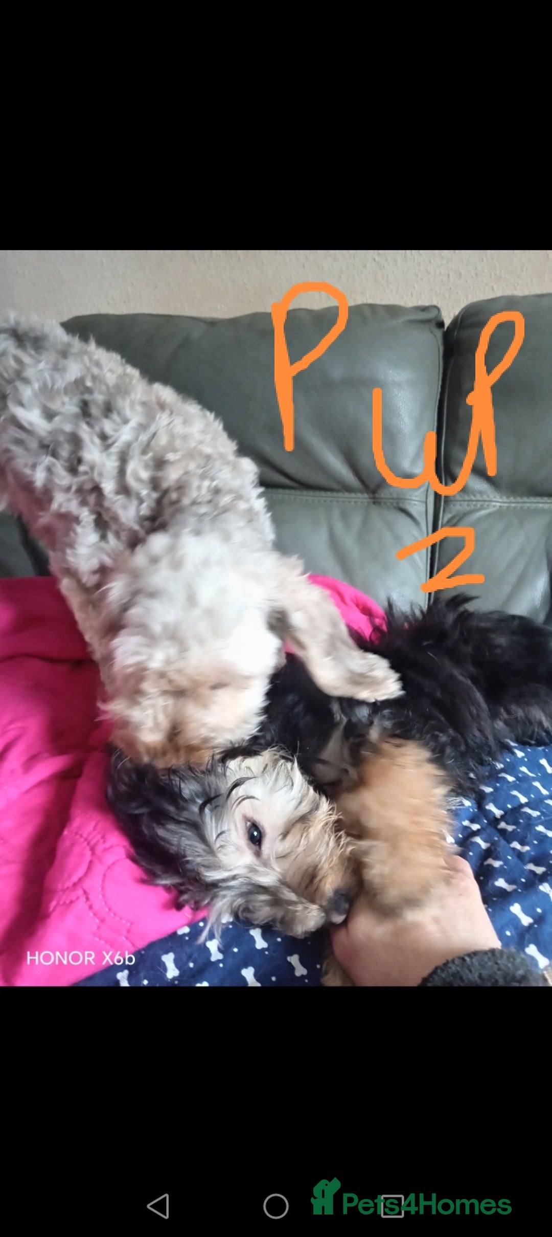 Mixed Breed dogs for sale: 3 Cockapoo x Jack Russell DNA clr Mum - Advert 6