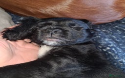 Mixed Breed dogs for sale: Beautiful litter of spaniel Cross  - Image 18
