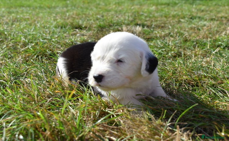 Old English Sheepdog dogs - Advert 3