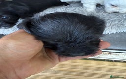 Glen of Imaal Terrier dogs for sale: Rare and beautiful  - Image 10