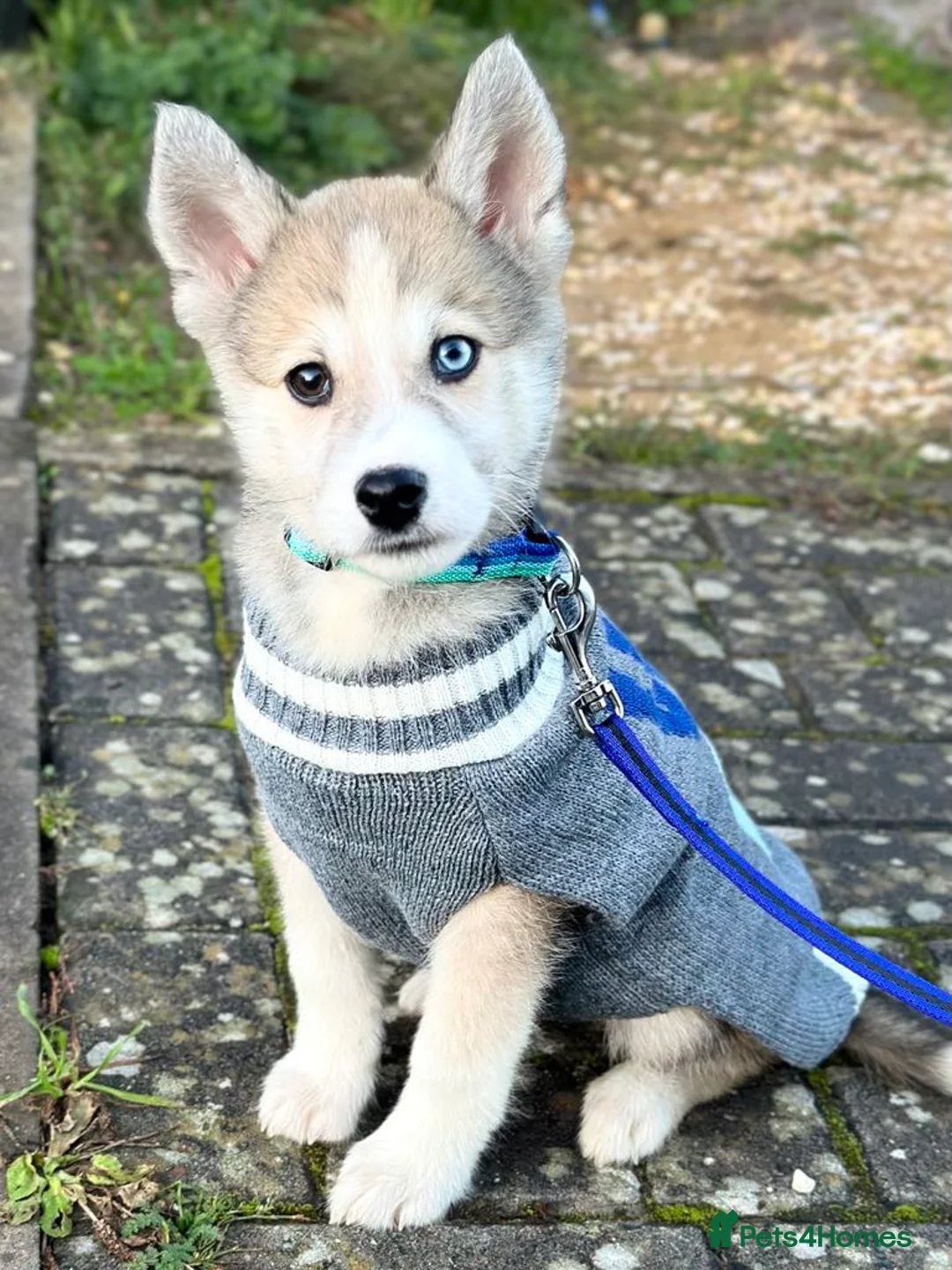 Pomsky dogs for stud: Proven quality F2 proven stud in Andover - Advert 18