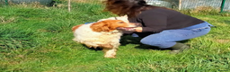 English Setter dogs for adoption: Lulo  in Alfreton - Advert 5