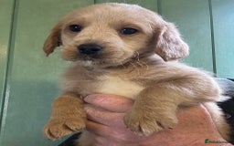 Australian Labradoodle dogs for sale: Stunning Multigen Mini Australian Labradoodle mix. - Image 11