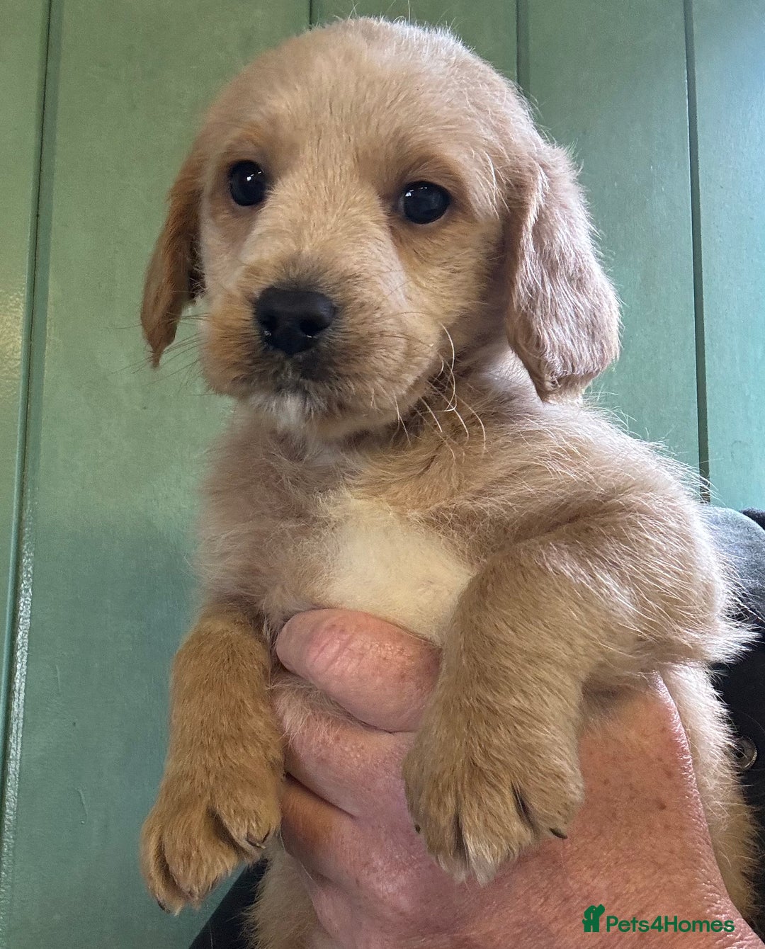 Australian Labradoodle dogs for sale: Stunning Multigen Mini Australian Labradoodle mix. - Image 11