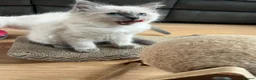 Ragdoll cats for sale: Ragdoll kittens - Advert 2