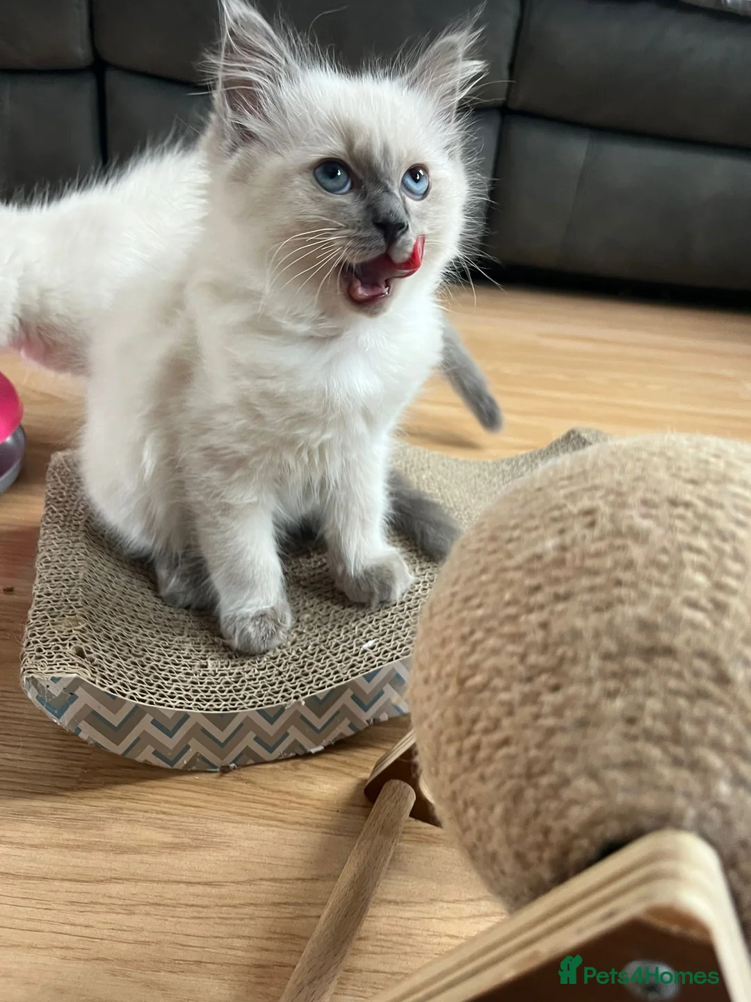 Ragdoll cats for sale: Ragdoll kittens - Advert 2