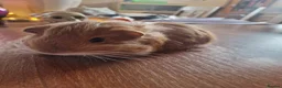 Guinea Pig rodents for sale: Pair of boar guinea pigs - Advert 5
