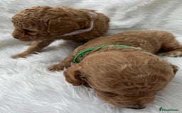 Cavapoo dogs for sale: Adorable Cavapoo Puppies - Parents Health Tested - Image 12