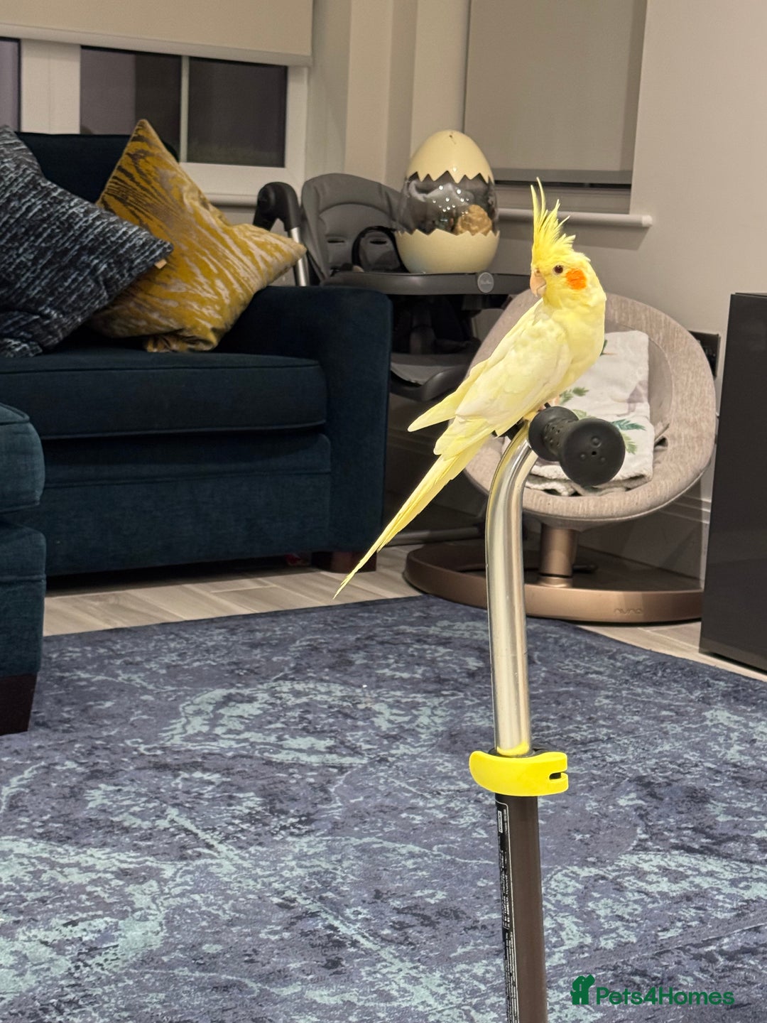 Cockatiels birds for sale: Tame Cockatiel LUTINO 6Months Old - Image 4