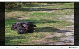 Cocker Spaniel dogs for sale: Show type Cocker Spaniels  - Image 4