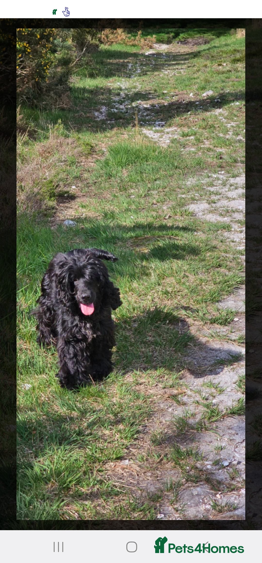 Cocker Spaniel dogs for sale: Show type Cocker Spaniels  - Image 4