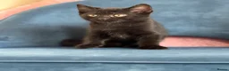 Mixed Breed cats for sale: * 7 BEAUTIFUL KITTENS * 4 FEMALE AND 3 MALE * - Advert 6