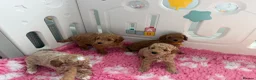 Labradoodle dogs for sale: Extensively DNA  ToY/mini labradoodle parents DNA  - Advert 27