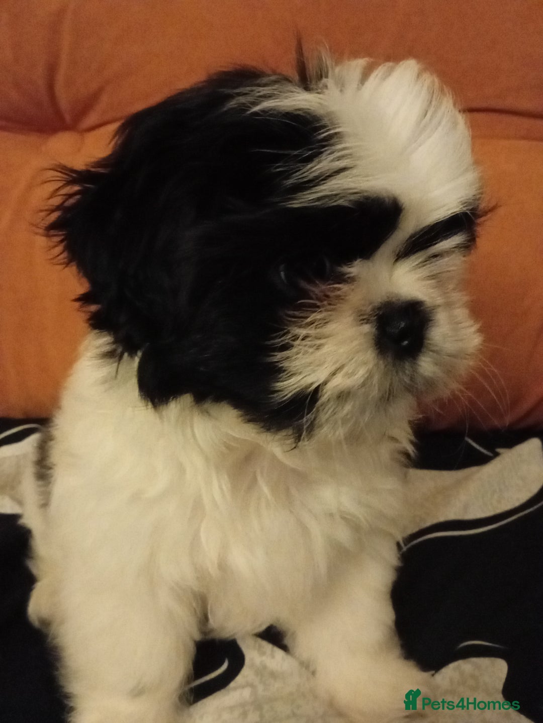 Shih Tzu dogs for sale: Beautiful Miniature Imperial Shih Tzu puppy  - Advert 2