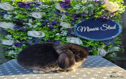 Mini Lop rabbits for sale: Gorgeous mini lop girl available now  - Image 1