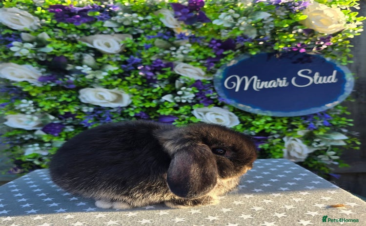 Mini Lop rabbits - Advert 13