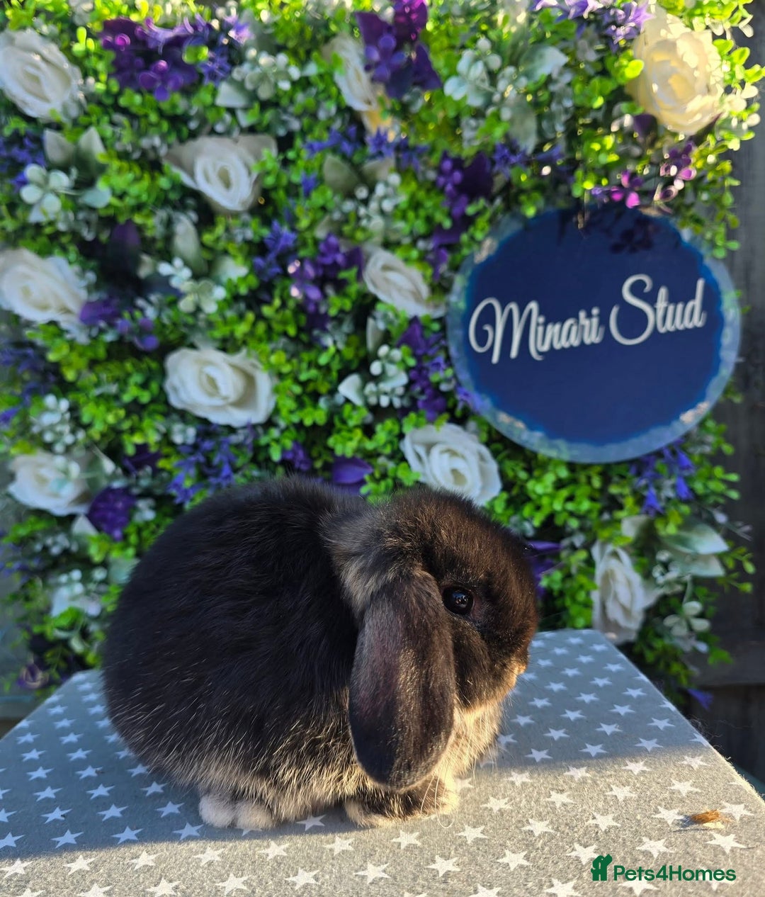 Mini Lop rabbits for sale: Gorgeous mini lop girl available now  - Image 1