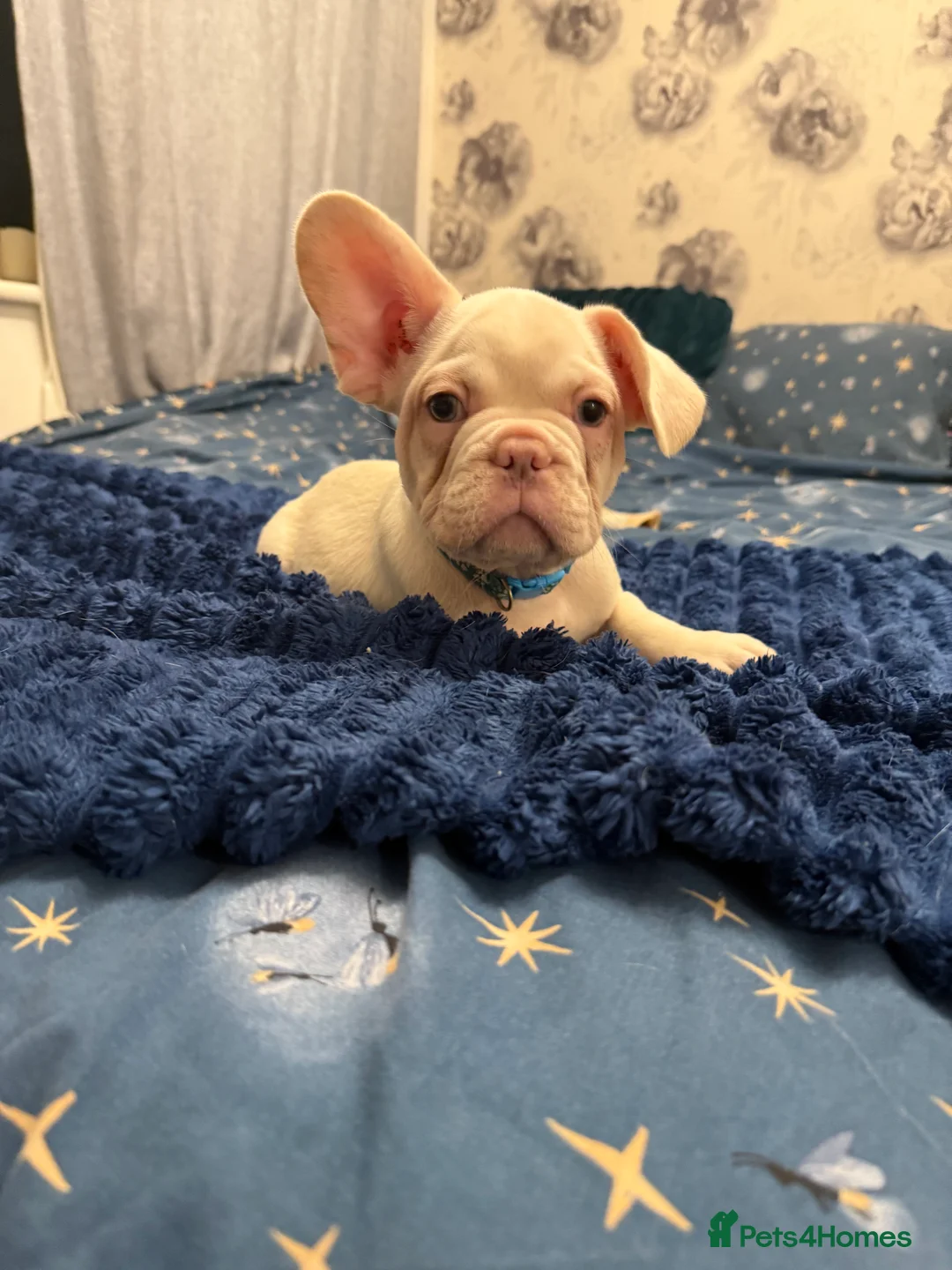 French Bulldog dogs for sale: Cream/ platinum French Bulldog puppy , ready now❤️ - Advert 6