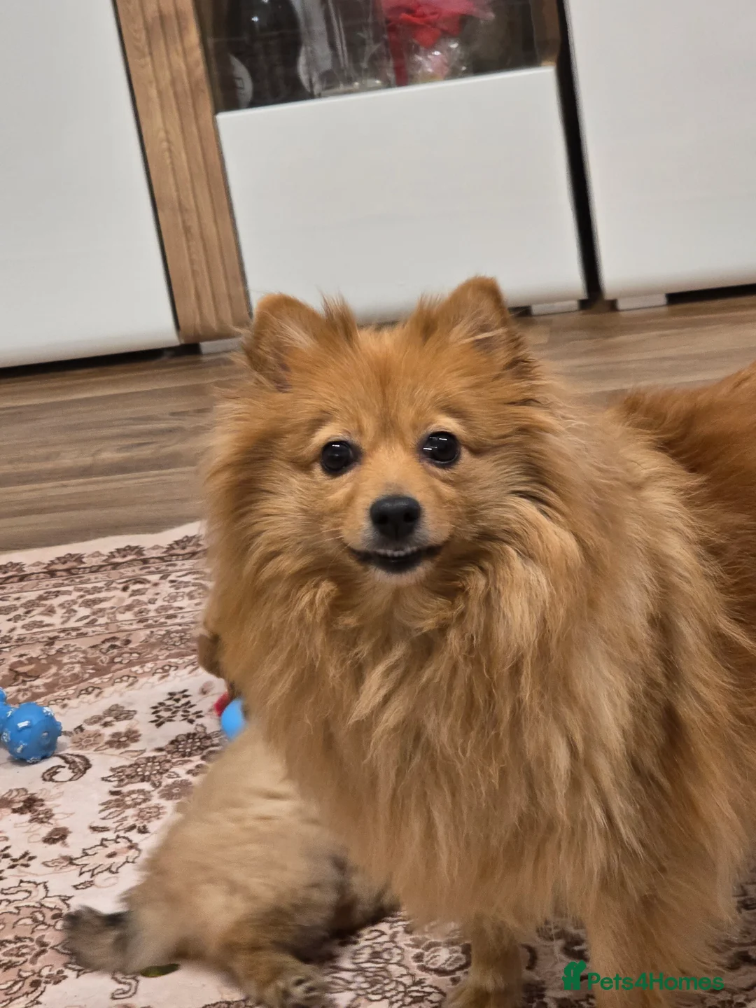 Pomeranian dogs for sale: Sold, sold 2 sweet little girl puppies - Advert 2