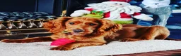 Cockapoo dogs for sale: Quinn aged 4 looking for forever home  - Advert 4