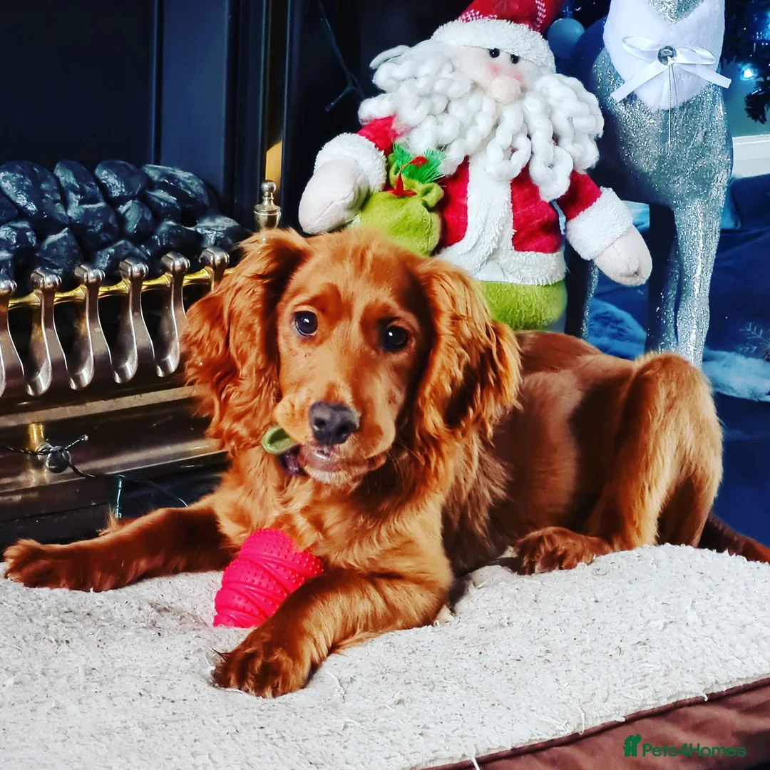 Cockapoo dogs for sale: Quinn aged 4 looking for forever home  - Advert 4