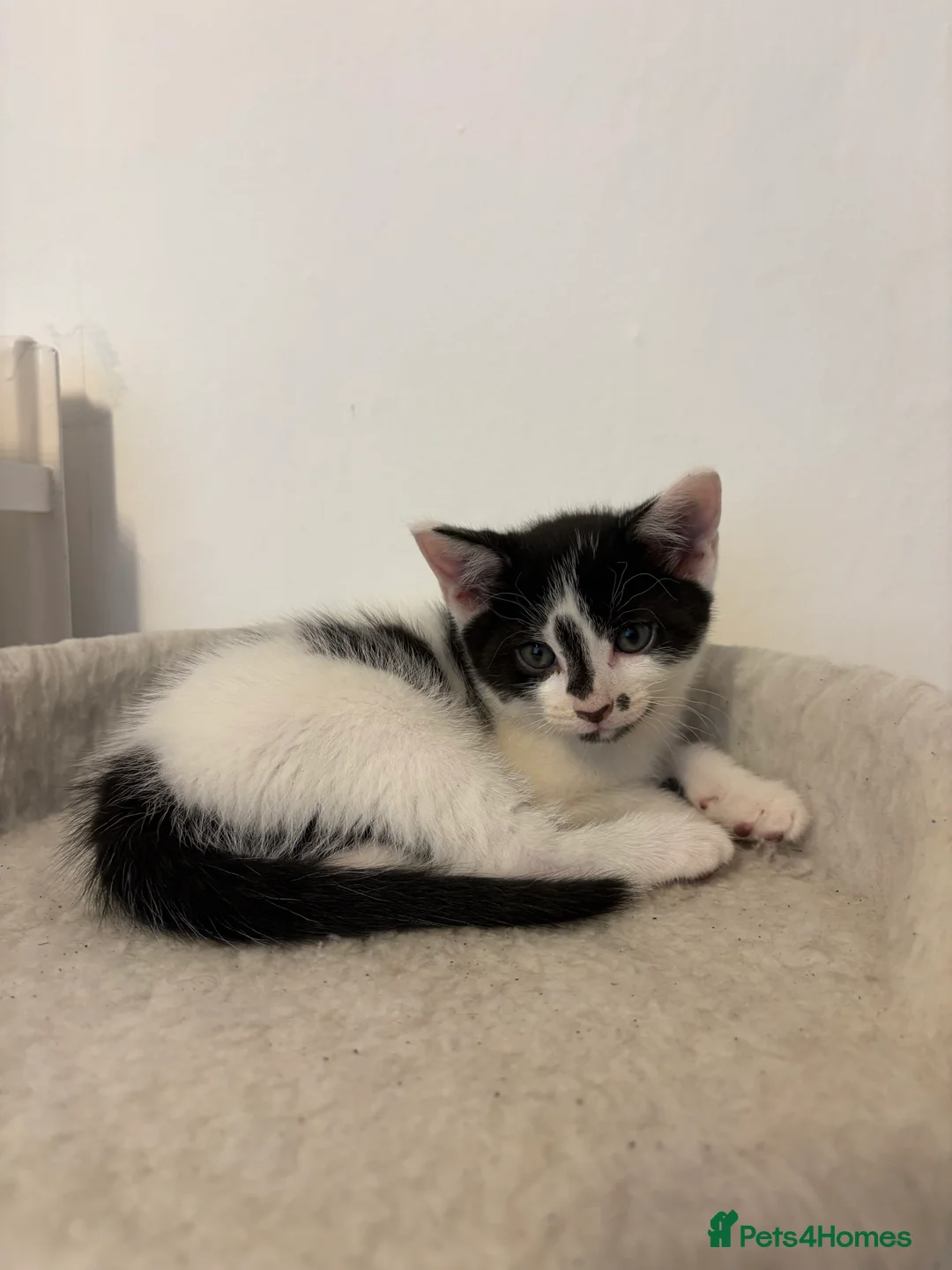 Mixed Breed cats for sale: 1 male 1 female kittens  - Advert 7