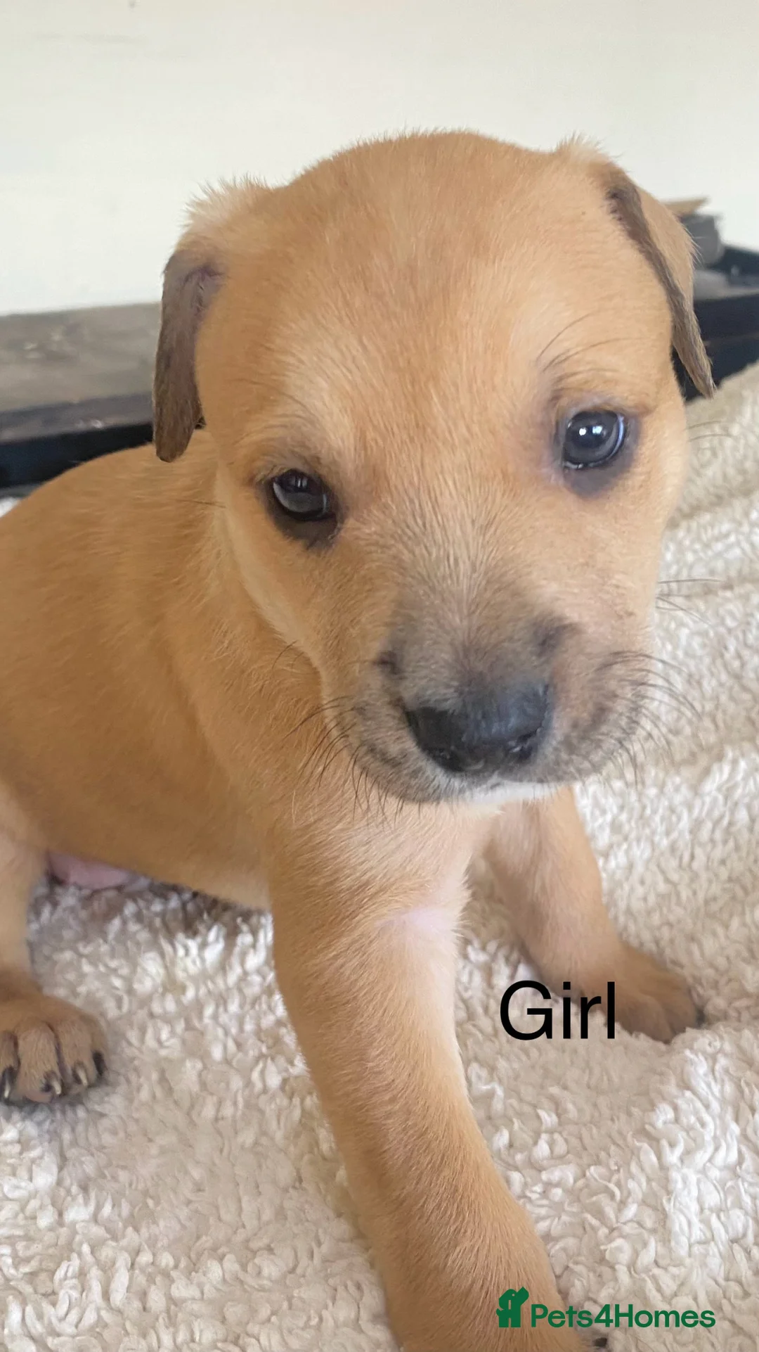 Staffordshire Bull Terrier dogs for sale: Bull, bull cross bull lurcher - Advert 2