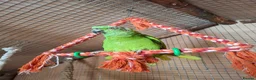 Parrots birds for sale: Proven pair yellow naped amazons  in Carrickfergus - Advert 4