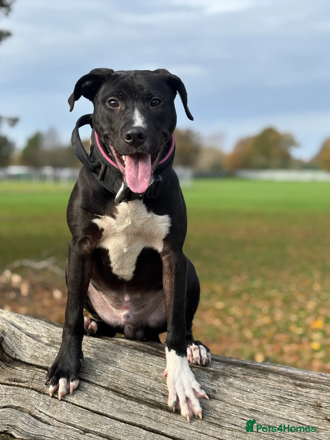 Mixed Breed dogs for sale: With a very heavy heart - Advert 2