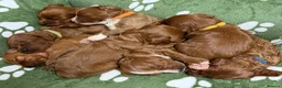 Cavapoo dogs for sale: Beautiful F2 Toy Cavapoo Puppies health tested  in Worcester - Advert 4