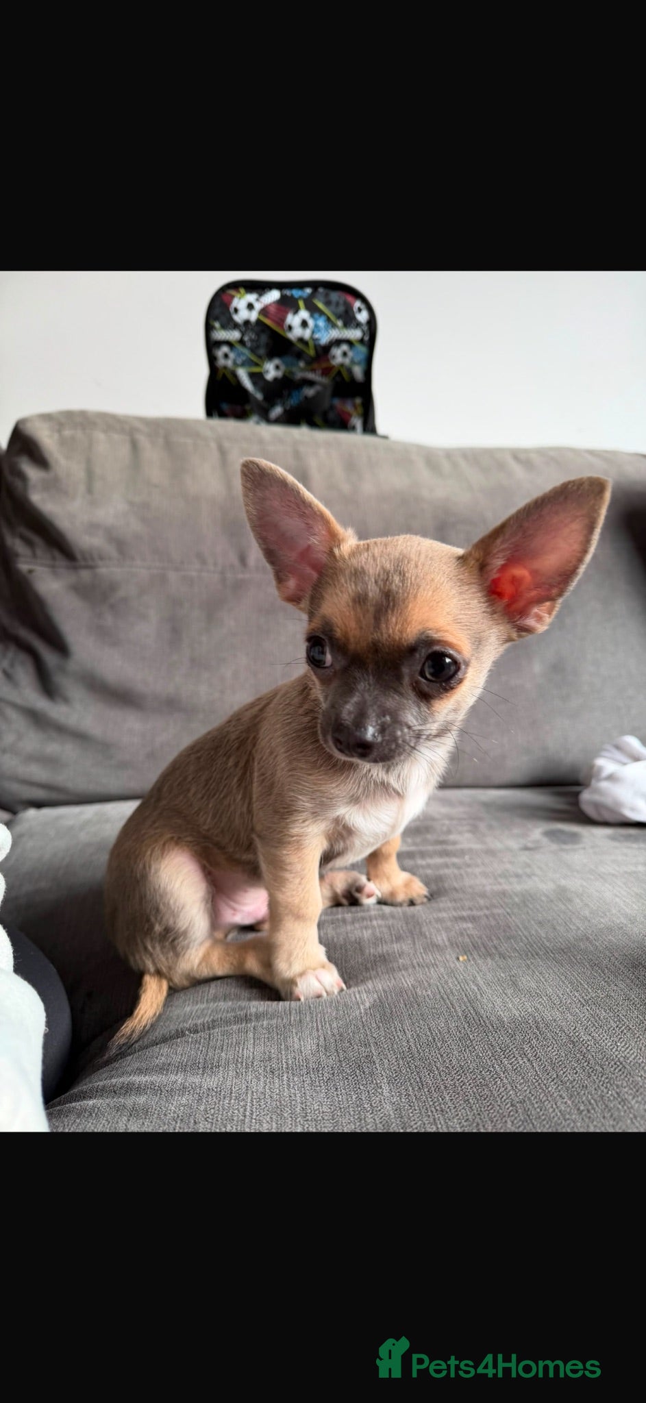 Chihuahua dogs Boy Chihuahua - Advert 1